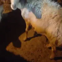 هفت راس گوسفند و بره