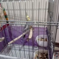 عروس هلندی سخنگو