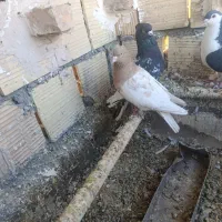 فروشی|پرنده|فردوس (خراسان), |دیوار