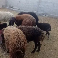 گوسفند هترو ،حمو