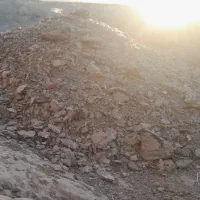 جوجه بلدرچین|حیوانات مزرعه|گزیک, |دیوار