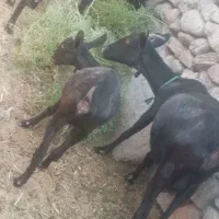 بز های مورسیا فروشی هستن|حیوانات مزرعه|نهبندان, |دیوار