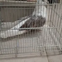 ۲کت سرور|پرنده|ابهر, |دیوار