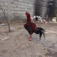 تخم مرغ لاری نطفه دار تضمینی