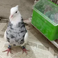 کبوتر طوقی الماسی