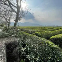 ویلاباغ ۵۵۰ متری