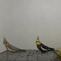 بک جفت طوطی عروس