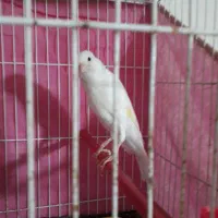 قناری رسمی نر درشت وکشیده خانا