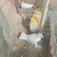 کبوتر تمام سفید بدون خط وخال پاپری( راعبی)|پرنده|اصفهان, سرتاوه|دیوار