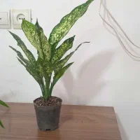 گل آگلونما برفی