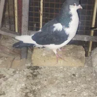 کبوتر ارزان|پرنده|مشهد, کوه سنگی|دیوار