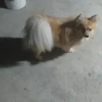 سگ پامر|سگ|برازجان, |دیوار