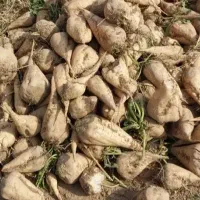 چغندر قند|عمدهفروشی|بشاریات, |دیوار