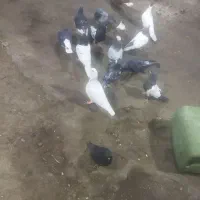 دم سفید ۲۰۰ کفتر|پرنده|مشهد, امیرآباد|دیوار