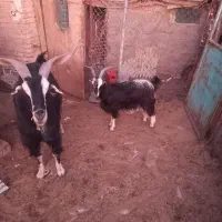 نربز|حیوانات مزرعه|جوادآباد, |دیوار