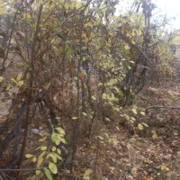 فروش قطعات ۱۰۰۰ متری باغ و زمین کشاورزی|فروش زمین و ملک کلنگی|نهاوند, |دیوار