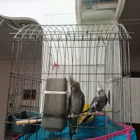 جفت عروس تخم و جوجه کن بافق