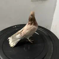 کفتر درجه یک|پرنده|تهران, جوادیه تهرانپارس|دیوار