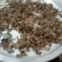 تخمه خوی هست