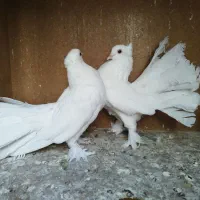 کبوتر یه جایی و تکی|پرنده|قم, چهار مردان|دیوار