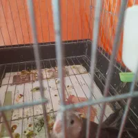 عروس هلندی|پرنده|محمدیه-قزوین, |دیوار