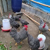 تخم نطفه دار امروک و ایسبار