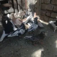 کبوتررنگی|پرنده|کوار, |دیوار