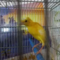 قناری قفس 60و 50 و...|پرنده|مشهد, فاطمیه|دیوار