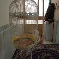 قفس پرنده سالم