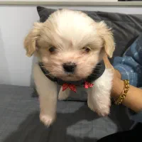 واگذاری سگ مالتیز