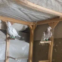 دوعدد جوجه رنجر درجه یک