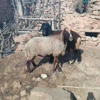 میش افشاری و بره|حیوانات مزرعه|مسجد سلیمان, |دیوار