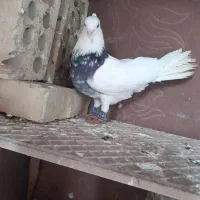 نر کبوتر طوقی