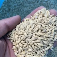 خریدجووگندم|خدمات باغبانی و درختکاری|همدان, |دیوار