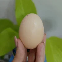 فروش تخم مرغ تازه محلی