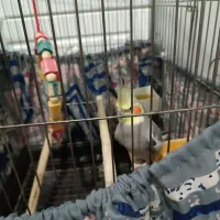 عروس هلندی باهوش|پرنده|پاکدشت, پاکدشت (مامازند)|دیوار