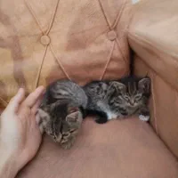 گربه واگذاری|گربه|مشگین شهر, |دیوار