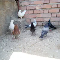 کبوتر