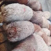 بره نر چاق