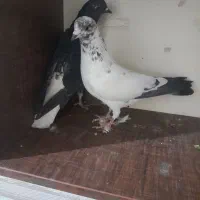 کفتر خوب|پرنده|مشکین‌دشت, |دیوار