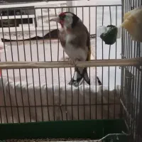 سهره|پرنده|مسجد سلیمان, |دیوار