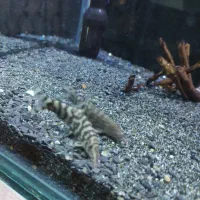 لوچ پاکستانی یا کوماندو