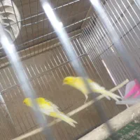 قناری مرغ عشق عروس هلندی فنچ|پرنده|خمینیشهر, |دیوار