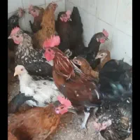 خروس محلی بالغ بزرگ