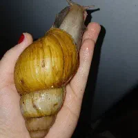 عکس اول شاه ۳۰۰ تومن