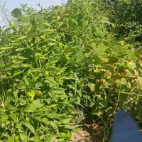 کارگر اکیپ کامل دارم