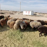 میش جوان معاوضه با ماشین|حیوانات مزرعه|محمدشهر, محمدشهر|دیوار