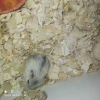 فروش همستر|موش و خرگوش|تهران, افسریه شمالی|دیوار