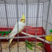 عروس هلندی|پرنده|لوندویل, |دیوار