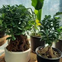 بی سای ، بن سای|گل و گیاه طبیعی|مشکین‌دشت, |دیوار